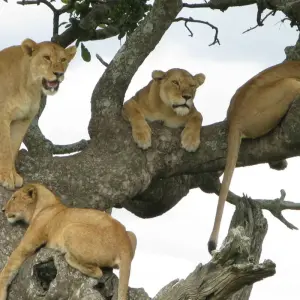 Explore 11 Days Kenya & Tanzania Birding & Big 5 High End Safari for 11 days with Gracepatt Ecotours Kenya and discover unforgettable experiences - Photo 3