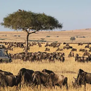 Explore 9-Day Best of Kenya Mid Range Safari on a 4x4 Land Cruiser for 9 days with Gracepatt Ecotours Kenya and discover unforgettable experiences - Photo 6