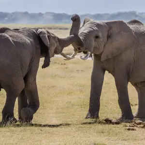 Explore 15-Day Ultimate East Africa Safari: Kenya & Tanzania Wildlife Expedition for 15 days with Gracepatt Ecotours Kenya and discover unforgettable experiences - Photo 3