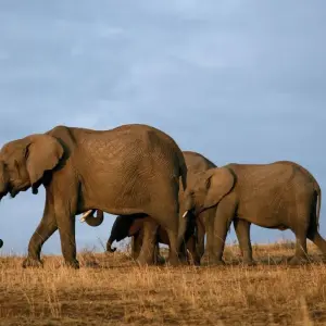 Explore 11 Days Kenya & Tanzania Birding & Big 5 High End Safari for 11 days with Gracepatt Ecotours Kenya and discover unforgettable experiences - Photo 11