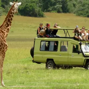Explore 15-Day Ultimate East Africa Safari: Kenya & Tanzania Wildlife Expedition for 15 days with Gracepatt Ecotours Kenya and discover unforgettable experiences - Photo 8