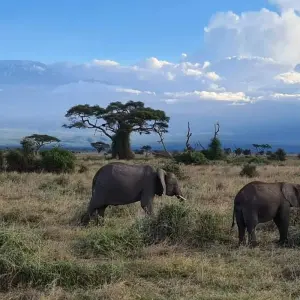 Explore 15-Day Ultimate East Africa Safari: Kenya & Tanzania Wildlife Expedition for 15 days with Gracepatt Ecotours Kenya and discover unforgettable experiences - Photo 10