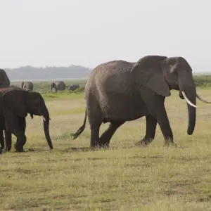 Explore 15-Day Ultimate East Africa Safari: Kenya & Tanzania Wildlife Expedition for 15 days with Gracepatt Ecotours Kenya and discover unforgettable experiences - Photo 11