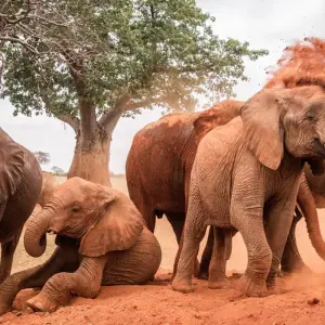 Explore 4 Days Serval Wildlife, Serengeti & Ngorongoro Luxury Safari for 4 days with Gracepatt Ecotours Kenya and discover unforgettable experiences - Photo 11