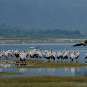 Explore 2 Day Tanzania Safari: Lake Manyara & Ngorongoro Crater from Arusha- Comfort for 2 days with Gracepatt Ecotours Kenya and discover unforgettable experiences - Photo 4