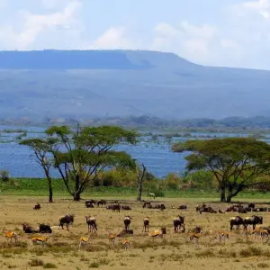 Explore 4-Day Lake Naivasha & Masai Mara Wildlife Luxury Safari for 4 days with Gracepatt Ecotours Kenya and discover unforgettable experiences - Photo 2