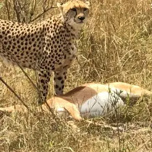 Explore 5-Day Tsavo East, Tsavo West & Amboseli Private Wildlife Luxury Safari for 5 days with Gracepatt Ecotours Kenya and discover unforgettable experiences - Photo 3