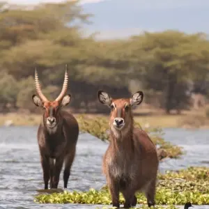 Explore 4-Day Lake Naivasha & Masai Mara Wildlife Luxury Safari for 4 days with Gracepatt Ecotours Kenya and discover unforgettable experiences - Photo 3