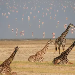 Explore 2 Day Lake Nakuru National Park Safari - Daily Departures for 2 days with Gracepatt Ecotours Kenya and discover unforgettable experiences - Photo 5