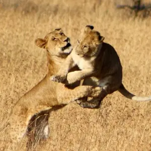Explore 5-Day Tsavo East, Tsavo West & Amboseli Private Wildlife Luxury Safari for 5 days with Gracepatt Ecotours Kenya and discover unforgettable experiences - Photo 4
