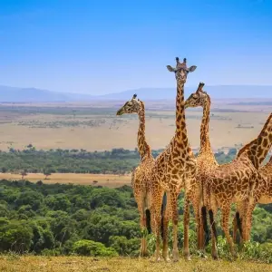 Explore 2 Day Tanzania Safari: Lake Manyara & Ngorongoro Crater from Arusha- Comfort for 2 days with Gracepatt Ecotours Kenya and discover unforgettable experiences - Photo 6