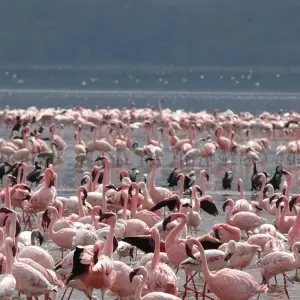 Explore 2 Day Lake Nakuru National Park Safari - Daily Departures for 2 days with Gracepatt Ecotours Kenya and discover unforgettable experiences - Photo 6