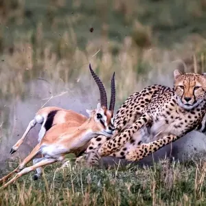 Explore 4-Day Lake Naivasha & Masai Mara Wildlife Luxury Safari for 4 days with Gracepatt Ecotours Kenya and discover unforgettable experiences - Photo 5