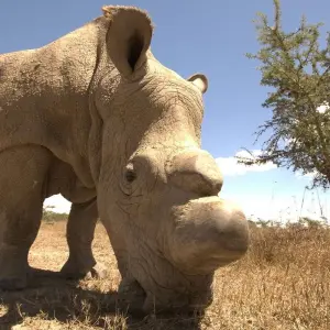 Explore 13 Days Best of Kenya Family Wildlife Safari & Diani Beach Holiday for 13 days with Gracepatt Ecotours Kenya and discover unforgettable experiences - Photo 6