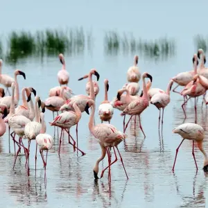 Explore 8 Days Tsavo East, Amboseli, Naivasha & Masai Mara Amazing Wildlife Safari From Mombasa or Nairobi for 8 days with Gracepatt Ecotours Kenya and discover unforgettable experiences - Photo 4