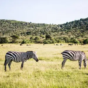Explore 4-Day Lake Naivasha & Masai Mara Wildlife Luxury Safari for 4 days with Gracepatt Ecotours Kenya and discover unforgettable experiences - Photo 6