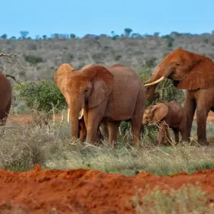 Explore 8 Days Tsavo East, Amboseli, Naivasha & Masai Mara Amazing Wildlife Safari From Mombasa or Nairobi for 8 days with Gracepatt Ecotours Kenya and discover unforgettable experiences - Photo 5