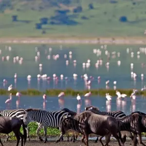 Explore 2 Day Tanzania Safari: Lake Manyara & Ngorongoro Crater from Arusha- Comfort for 2 days with Gracepatt Ecotours Kenya and discover unforgettable experiences - Photo 8