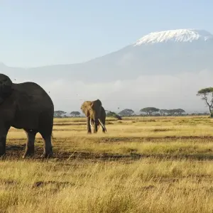 Explore 5-Day Tsavo East, Tsavo West & Amboseli Private Wildlife Luxury Safari for 5 days with Gracepatt Ecotours Kenya and discover unforgettable experiences - Photo 7