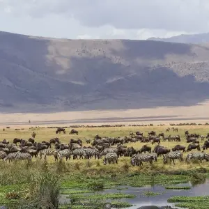Explore 7 Day Tanzania Northern Circuit Safari: Lake Manyara, Serengeti, Ngorongoro, Tarangire National Park- Mid-range for 7 days with Gracepatt Ecotours Kenya and discover unforgettable experiences - Photo 6