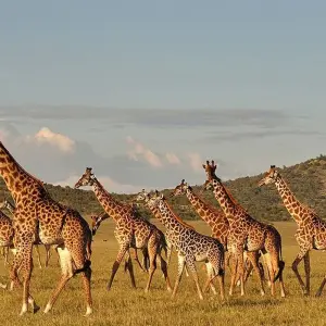 Explore 2 Day Tanzania Safari: Lake Manyara & Ngorongoro Crater from Arusha- Comfort for 2 days with Gracepatt Ecotours Kenya and discover unforgettable experiences - Photo 10