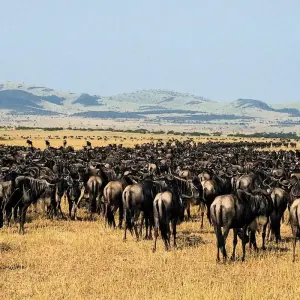 Explore 7 Day Tanzania Northern Circuit Safari: Lake Manyara, Serengeti, Ngorongoro, Tarangire National Park- Mid-range for 7 days with Gracepatt Ecotours Kenya and discover unforgettable experiences - Photo 8