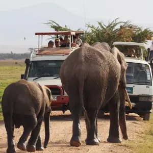 Explore 5-Day Tsavo East, Tsavo West & Amboseli Private Wildlife Luxury Safari for 5 days with Gracepatt Ecotours Kenya and discover unforgettable experiences - Photo 10
