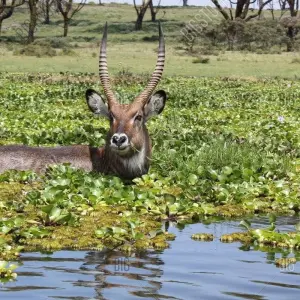 Explore 10 Days Best of Kenya Big Five Private Wildlife Safari for 10 days with Gracepatt Ecotours Kenya and discover unforgettable experiences - Photo 9