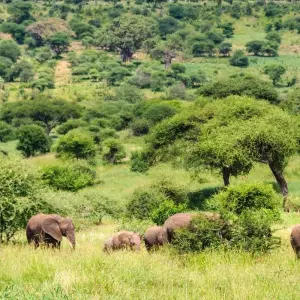 Explore 7 Day Tanzania Northern Circuit Safari: Lake Manyara, Serengeti, Ngorongoro, Tarangire National Park- Mid-range for 7 days with Gracepatt Ecotours Kenya and discover unforgettable experiences - Photo 9