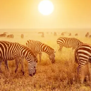 Explore 7 Day Tanzania Northern Circuit Safari: Lake Manyara, Serengeti, Ngorongoro, Tarangire National Park- Mid-range for 7 days with Gracepatt Ecotours Kenya and discover unforgettable experiences - Photo 10