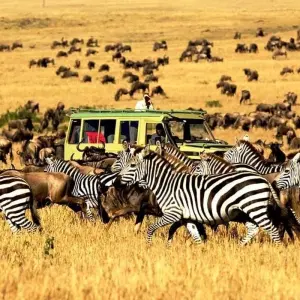 Explore 7 Day Tanzania Northern Circuit Safari: Lake Manyara, Serengeti, Ngorongoro, Tarangire National Park- Mid-range for 7 days with Gracepatt Ecotours Kenya and discover unforgettable experiences - Photo 11