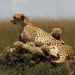 Explore 9-Day Best Big Five Kenya Private Luxury Safari - 4 X 4 Land Cruiser Tour for 9 days with Gracepatt Ecotours Kenya and discover unforgettable experiences - Photo 2