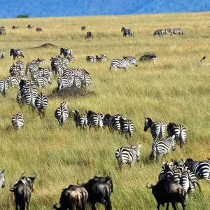 Explore 8-Day Maasai Mara Wildebeest Great Migration Private Safari for 8 days with Gracepatt Ecotours Kenya and discover unforgettable experiences - Photo 3