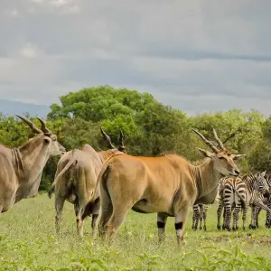 Explore 7-Days Aberdares, Samburu, Lake Nakuru & Masai Mara Private Luxury 4 X 4 Safari for 7 days with Gracepatt Ecotours Kenya and discover unforgettable experiences - Photo 3