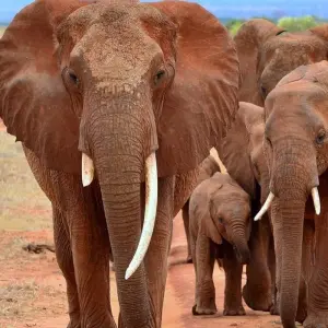 Explore 7-Days Masai Mara, Lake Nakuru, Lake Naivasha & Amboseli Budget Safari for 7 days with Gracepatt Ecotours Kenya and discover unforgettable experiences - Photo 5