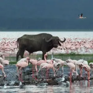 Explore 5-Day Masai Mara, Nakuru & Naivasha Private Safari - in a Landcruiser - for 5 days with Gracepatt Ecotours Kenya and discover unforgettable experiences - Photo 3