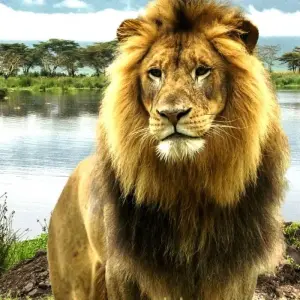 Explore 5-Day Masai Mara, Nakuru & Naivasha Private Safari - in a Landcruiser - for 5 days with Gracepatt Ecotours Kenya and discover unforgettable experiences - Photo 4
