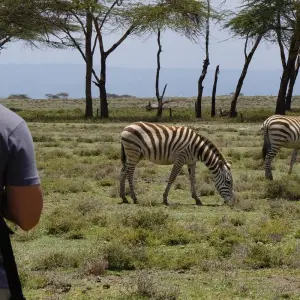 Explore 9-Day Kenya Wildlife Safari Experience for 9 days with Gracepatt Ecotours Kenya and discover unforgettable experiences - Photo 2