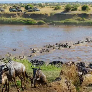 Explore 4-Days Masai Mara Safari Combined with Hot Air Balloon Ride Experience for 4 days with Gracepatt Ecotours Kenya and discover unforgettable experiences - Photo 3