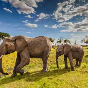 Explore 12-Days Best Kenya Wildlife Safari :  Samburu, Sweetwaters, Aberdare, Nakuru, Masai Mara, Naivasha, Amboseli & Tsavo West National Parks for 12 days with Gracepatt Ecotours Kenya and discover unforgettable experiences - Photo 3