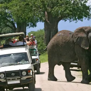 Explore 7-Days Masai Mara, Lake Nakuru, Lake Naivasha & Amboseli Budget Safari for 7 days with Gracepatt Ecotours Kenya and discover unforgettable experiences - Photo 9