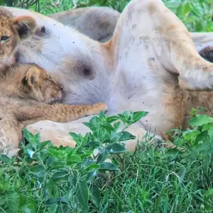 Explore 11 Days Best of Kenya & Tanzania Private Tented Camping Safari for 11 days with Gracepatt Ecotours Kenya and discover unforgettable experiences - Photo 5