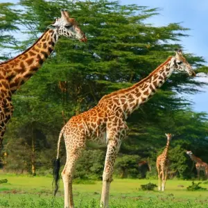 Explore 9-Day Kenya Wildlife Safari Experience for 9 days with Gracepatt Ecotours Kenya and discover unforgettable experiences - Photo 4