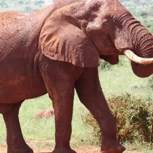 Explore 5-Day Masai Mara, Nakuru & Naivasha Private Safari - in a Landcruiser - for 5 days with Gracepatt Ecotours Kenya and discover unforgettable experiences - Photo 8