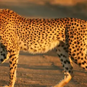 Explore 12-Days Best Kenya Wildlife Safari :  Samburu, Sweetwaters, Aberdare, Nakuru, Masai Mara, Naivasha, Amboseli & Tsavo West National Parks for 12 days with Gracepatt Ecotours Kenya and discover unforgettable experiences - Photo 5