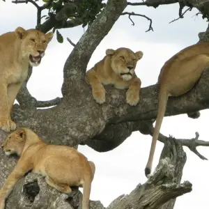 Explore 11 Days Best of Kenya & Tanzania Private Tented Camping Safari for 11 days with Gracepatt Ecotours Kenya and discover unforgettable experiences - Photo 6
