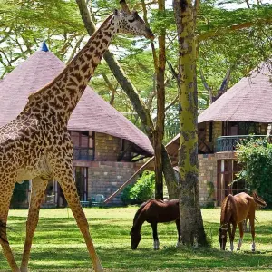 Explore 9-Day Best Big Five Kenya Private Luxury Safari - 4 X 4 Land Cruiser Tour for 9 days with Gracepatt Ecotours Kenya and discover unforgettable experiences - Photo 10