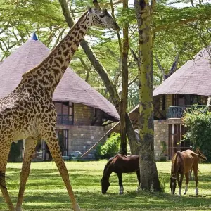 Explore 5-Day Masai Mara, Nakuru & Naivasha Private Safari - in a Landcruiser - for 5 days with Gracepatt Ecotours Kenya and discover unforgettable experiences - Photo 9