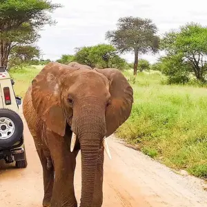 Explore 3-Days Masai Mara mid range Safari Combined with Hot Air Balloon Ride Experience for 3 days with Gracepatt Ecotours Kenya and discover unforgettable experiences - Photo 7
