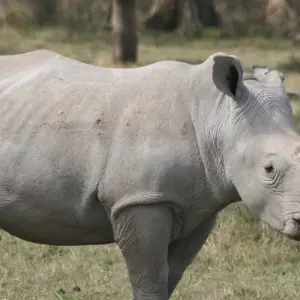 Explore 5-Day Masai Mara, Nakuru & Naivasha Private Safari - in a Landcruiser - for 5 days with Gracepatt Ecotours Kenya and discover unforgettable experiences - Photo 10